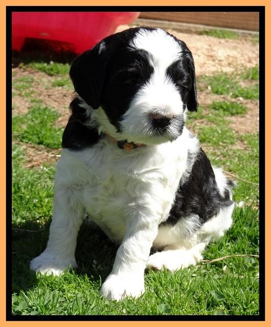 Dawn Rugby pups 5 wks old 521
