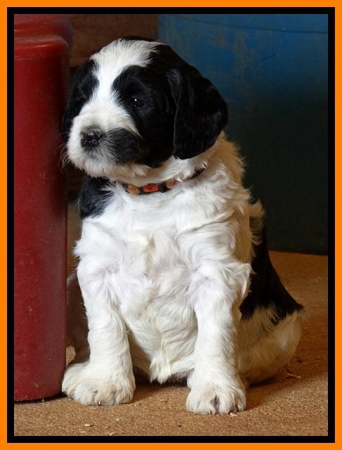 Dawn Rugby pups 5 wks old 531