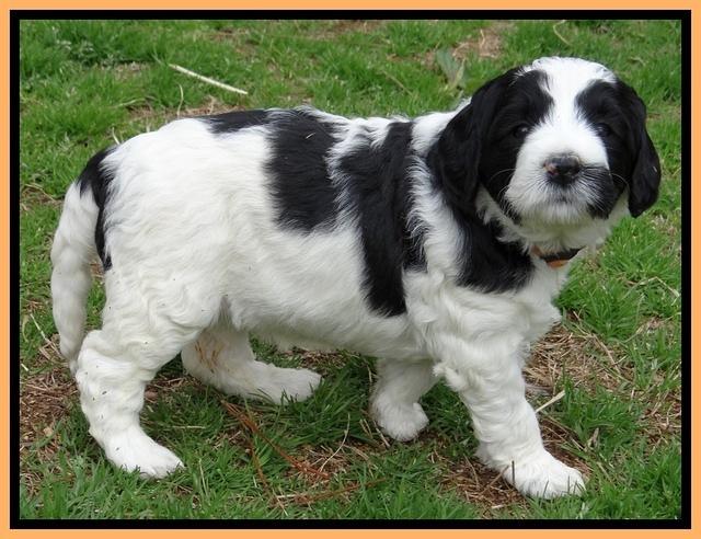 Dawn Rugby pups 5 wks old 541