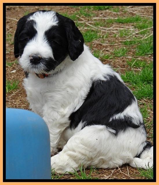 Dawn Rugby pups 5 wks old 551