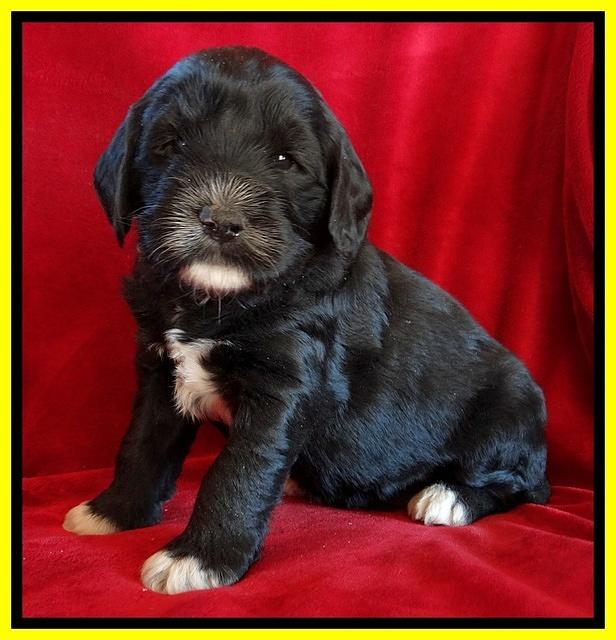 Dawn Rugby pups 4 wks old 281