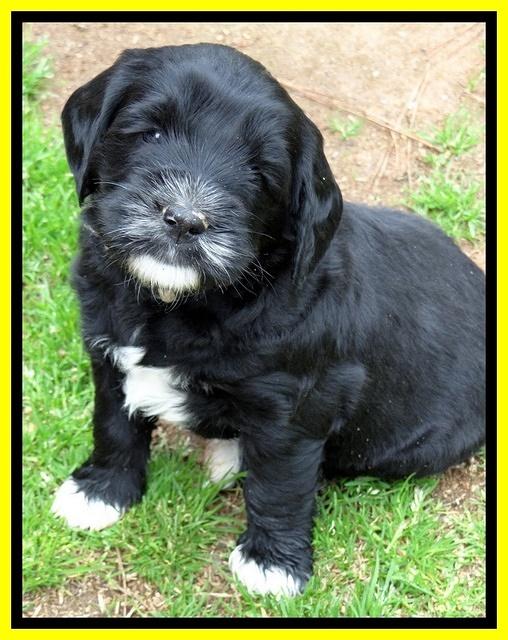 Dawn Rugby pups 5 wks old 561