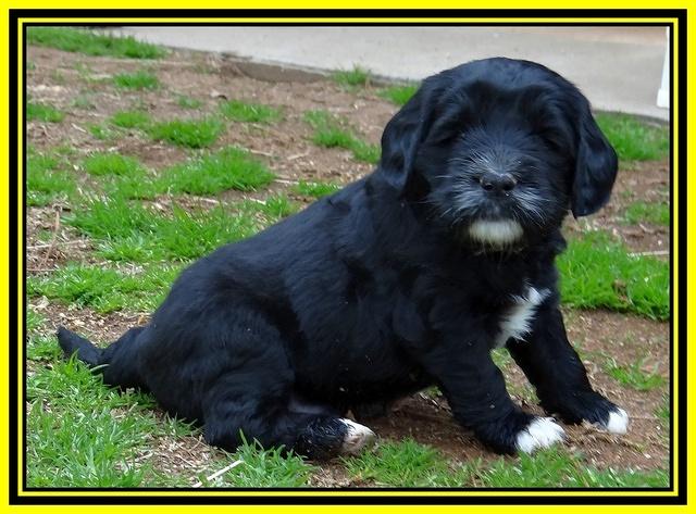 Dawn Rugby pups 5 wks old 571