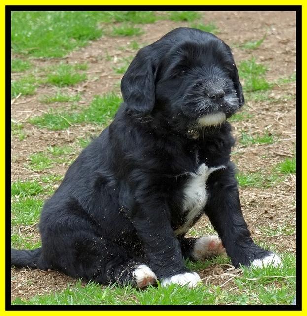 Dawn Rugby pups 5 wks old 581