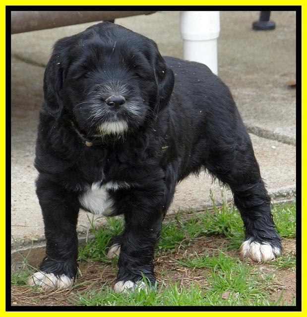 Dawn Rugby pups 6 wks old 461