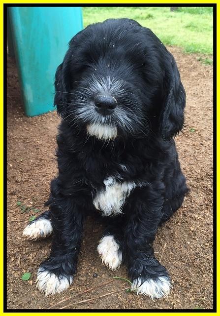 Dawn Rugby pups 7 wks old 30100