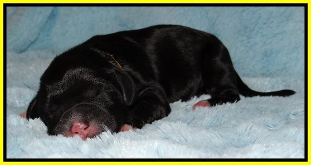 Dawn Rugby pups newborn 231