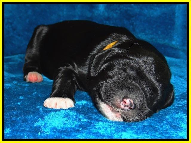 Dawn Rugby pups one week old 221