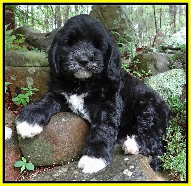 Dawn rugby pups 8 wks old8 10000