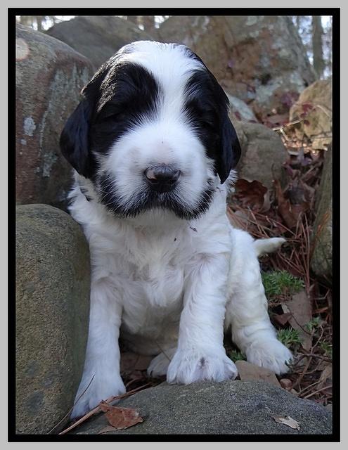 Dawn Rugby pups 3 wks old 331