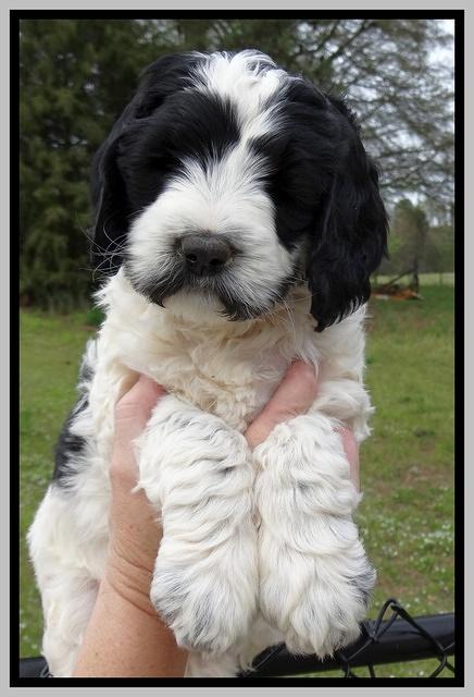 Dawn Rugby pups 7 wks old 251