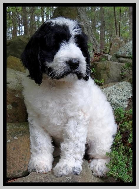 Dawn Rugby pups 8 wks old 281