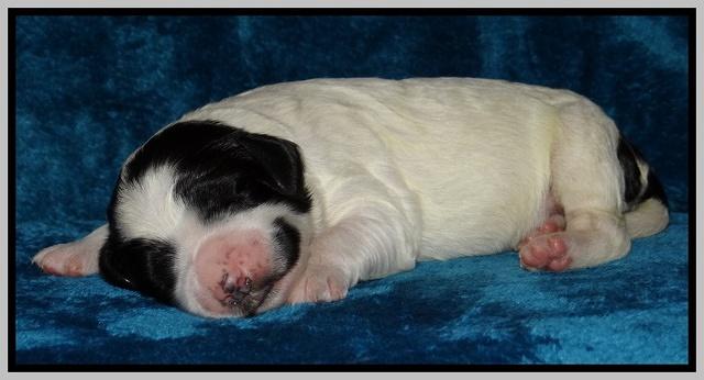 Dawn Rugby pups one week old 231