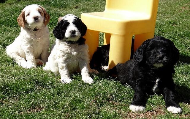 Dawn Rugby pups 6 wks old 561