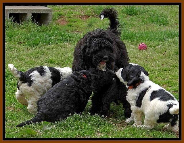 Dawn Rugby pups 6 wks old 571