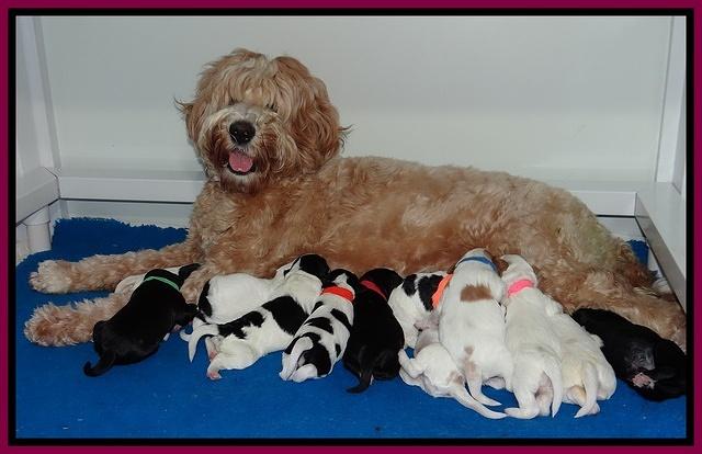 Dawn Rugby pups one week old 261