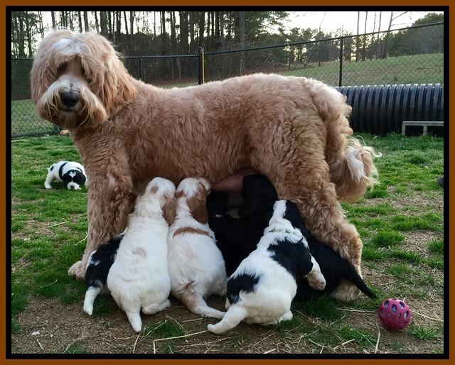 Dawn rugs 4 wks old group 2