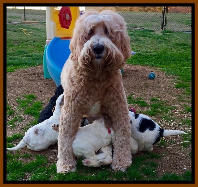 Dawn rugs 4 wks old group 3