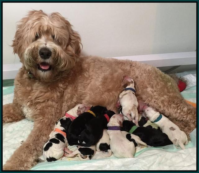 Newborn pups Dawn Rugs 1