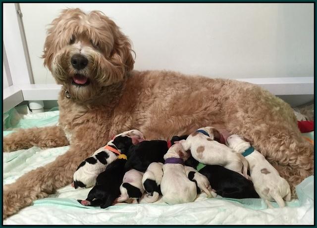 Newborn pups Dawn Rugs 2