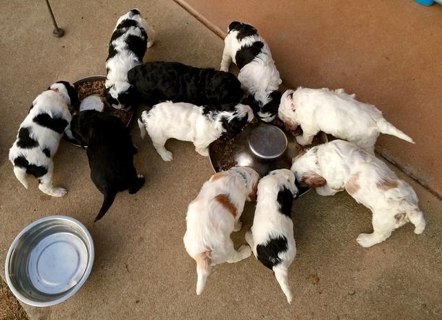 chow time 4 wks old