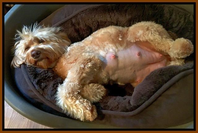 Dulcie day 56 preg 2 lounging