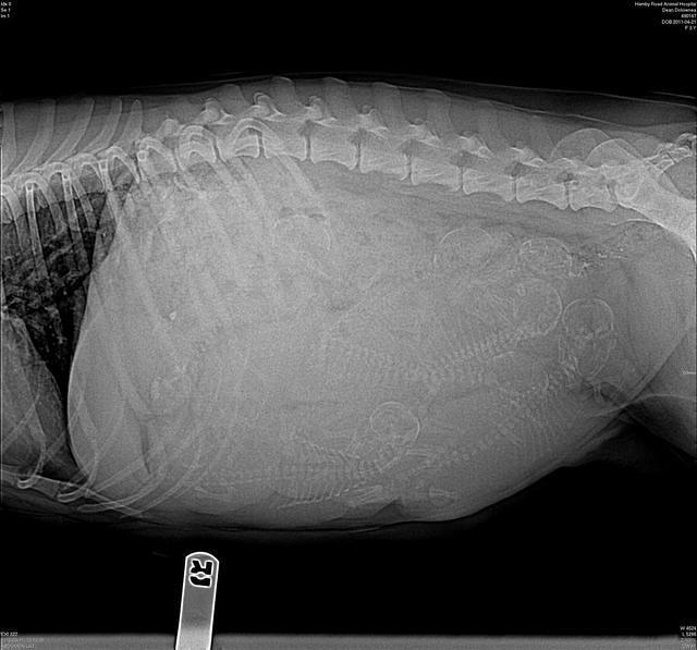 Dulcie preg 3 day 58