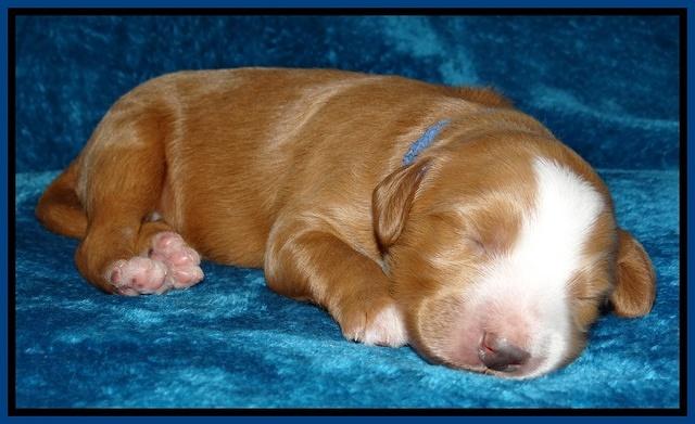 Dulcie Tug pups 1 week old 31