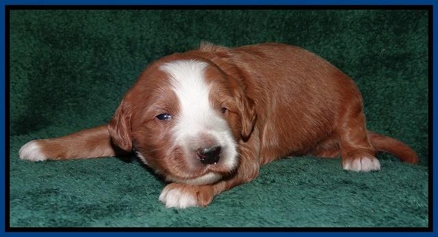 Dulcie Tug pups 2 wks old 21
