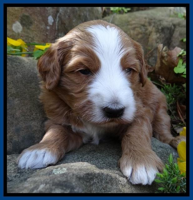 Dulcie Tug pups 3 wks old 3100