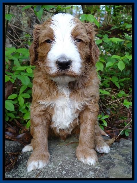 Dulcie Tug pups 4 wks old 41