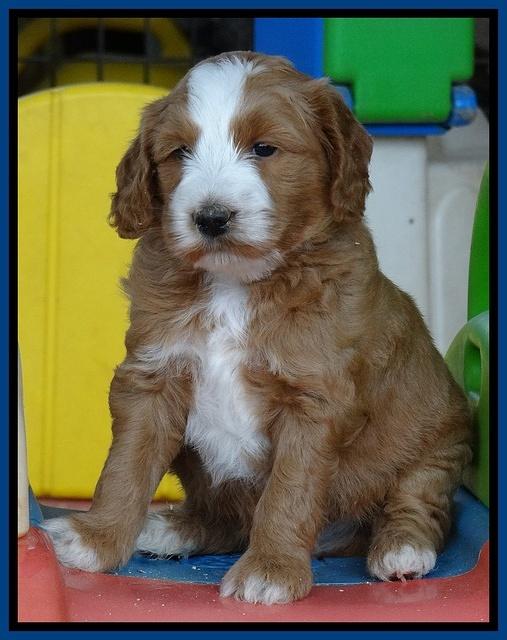 Dulcie Tug pups 5 wks old 21