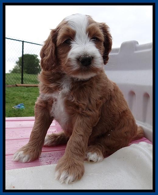 Dulcie Tug pups 5 wks old 31