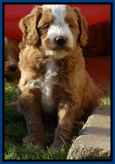 Dulcie Tug pups 6 wks old 21