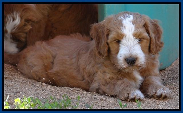 Dulcie Tug pups 7 wks old 11