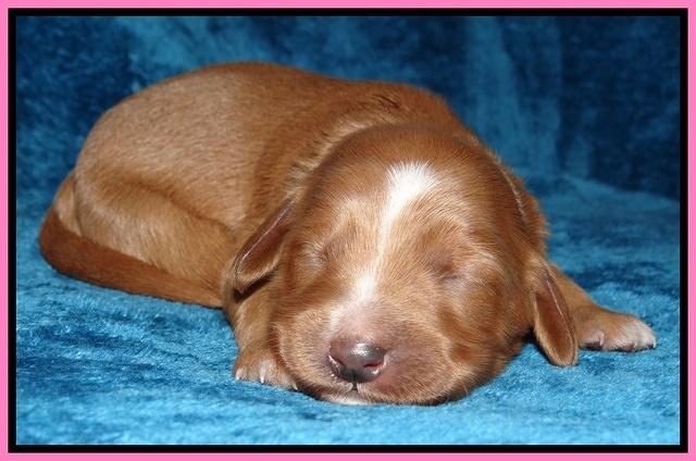 Dulcie Tug pups 1 week old 51