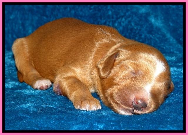 Dulcie Tug pups 1 week old 61