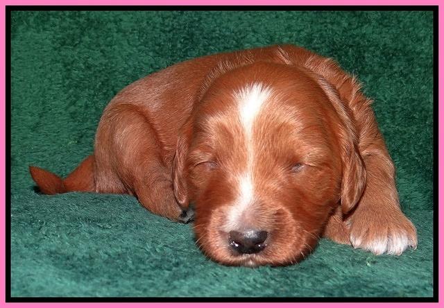 Dulcie Tug pups 2 wks old 51