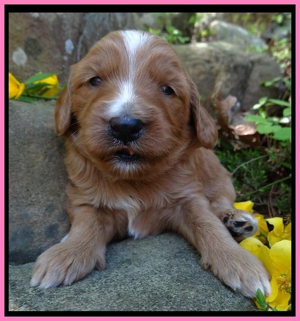 Dulcie Tug pups 3 wks old 4100