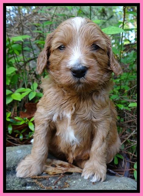 Dulcie Tug pups 4 wks old 61