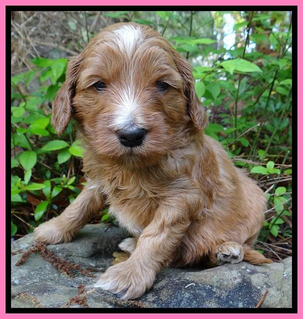 Dulcie Tug pups 4 wks old 71