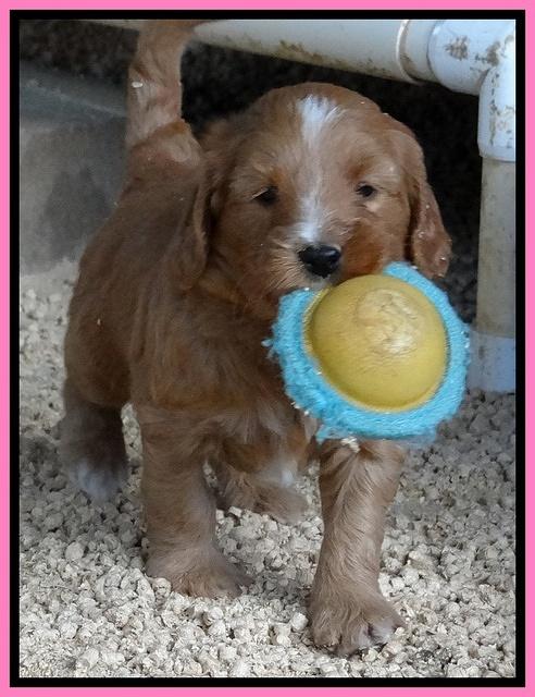 Dulcie Tug pups 5 wks old 51