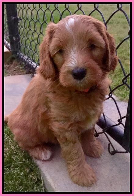 Dulcie Tug pups 7 wks old 51