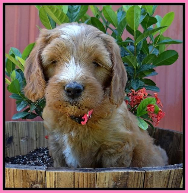Dulcie Tug pups 7 wks old 61