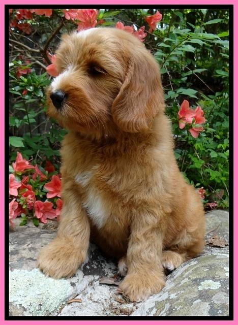 Dulcie Tug pups 8 wks old 42