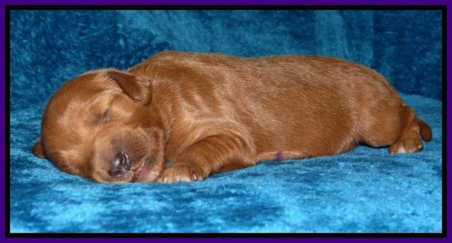 Dulcie Tug pups 1 week old 81