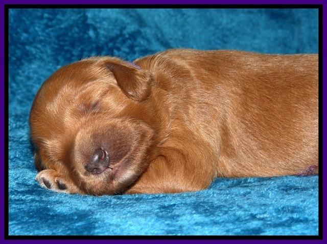 Dulcie Tug pups 1 week old 91