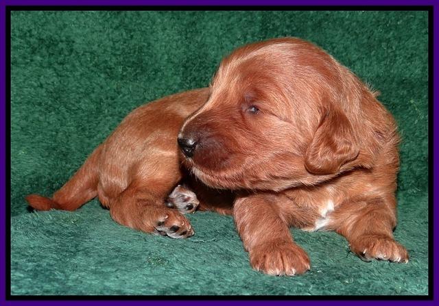 Dulcie Tug pups 2 wks old 81