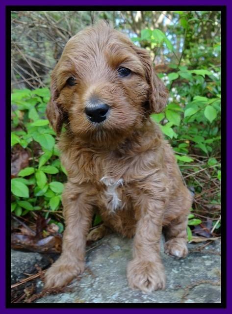 Dulcie Tug pups 4 wks old 81