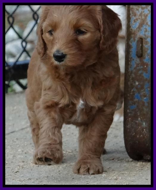Dulcie Tug pups 5 wks old 11 200